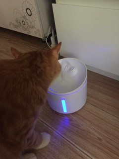 猫咪的新家电 饮水机
