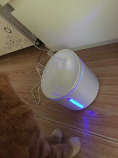 猫咪的新家电 饮水机