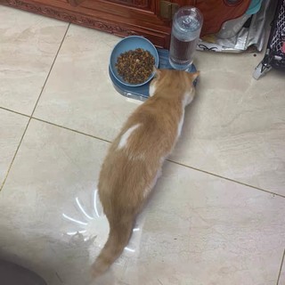 猫咪食物饮水盆