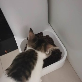 猫咪食物喝水盆