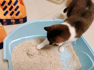 Pawbby猫砂，健康无毒，铲屎官首选