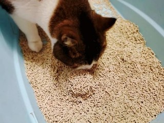 Pawbby猫砂，健康无毒，铲屎官首选