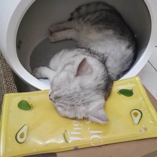 PETKIT 小佩宠物冷暖窝象牙白43*40.2*41.8cm 【报价价格评测怎么样