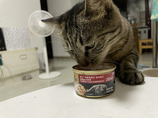 猫粮还是猫零食
