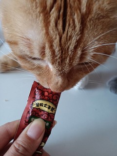 小猫咪超爱的猫条