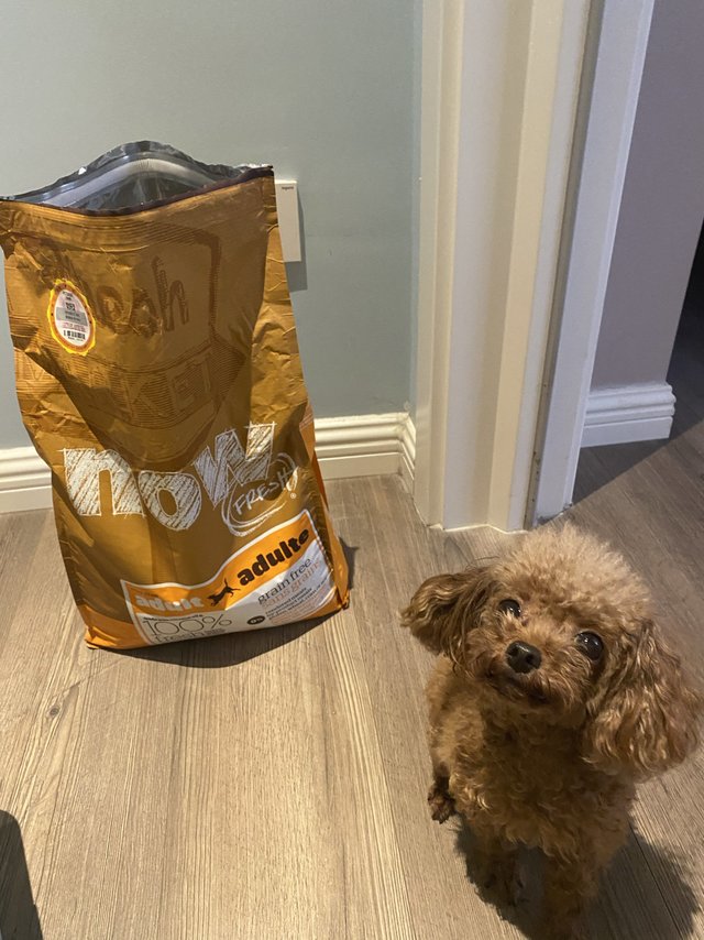 养狗六年，我终于遇到了最棒的狗粮！