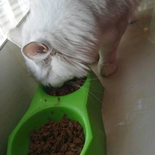 猫乐适泰国进口猫罐头 幼猫成猫零食罐宠物