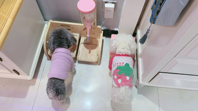 日本多格漫doggyman餐桌狗狗饮水器