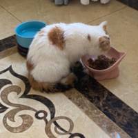 家的小猫咪常年吃皇家猫粮，我一般会用食物