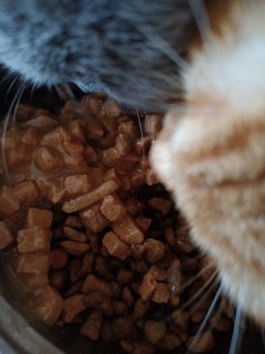 猫粮伴侣～肉粒包