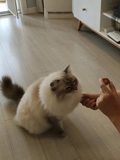 惊！小猫咪为了一根鸡脖到底能做些什么？