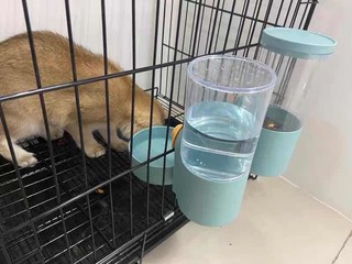 宠物猫咪食物喝水盆