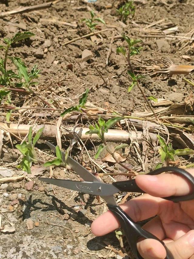 好剪刀一把就够，马培德剪刀评测