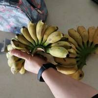 广西香蕉