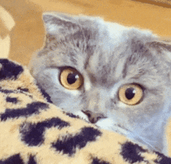 猫咪品种科普｜喵界大火的“精灵猫”是什么猫