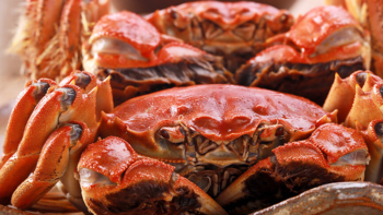 市井生活 篇四十五：“纸螃蟹”比真螃蟹还火，是谁把螃蟹变成了“稳赚不赔”的期货？ 
