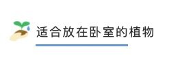 选对卧室植物，营造天然“氧吧”，附省心养护指南～