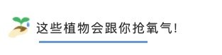 选对卧室植物，营造天然“氧吧”，附省心养护指南～