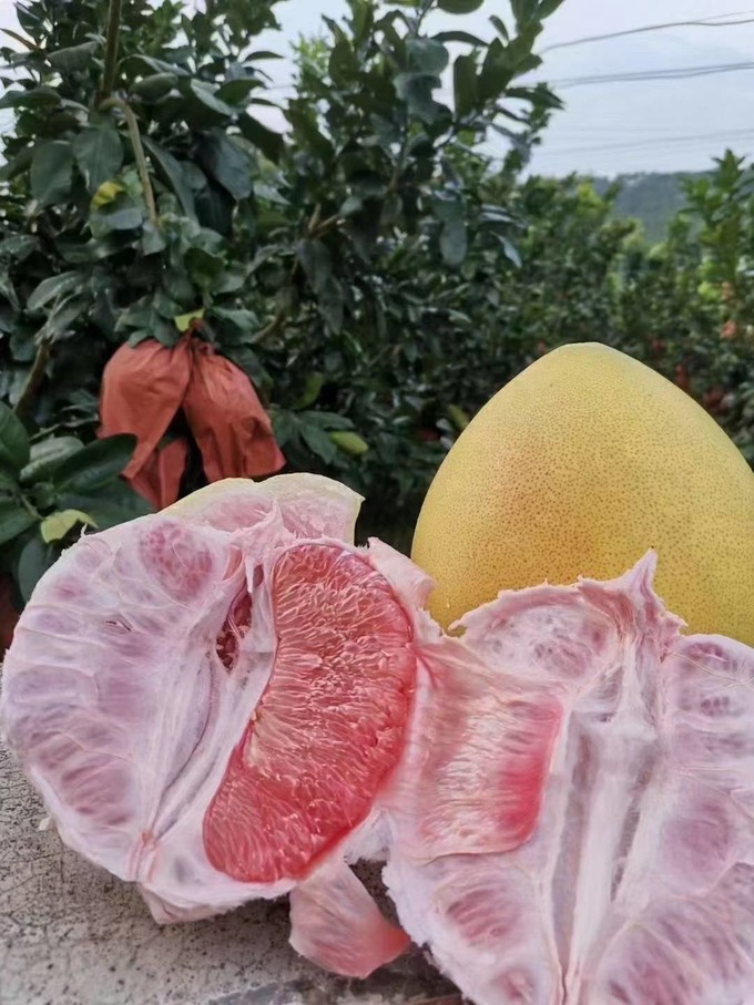 柚子