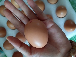 猫超承包了我家的鸡蛋