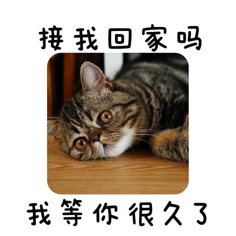 新手养猫从刚需用品到接猫回家，全方位解读铲屎官攻略，建议收藏