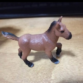 动物模型——马