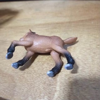 动物模型——马
