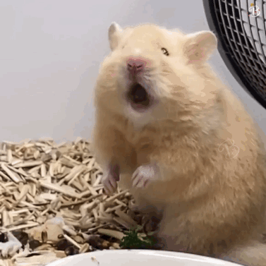 从仓鼠嘴里我们只看到表面的4颗牙,它们口腔里面其实还有12颗牙牙牙牙