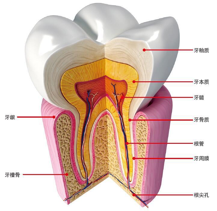 乳牙根管分布图图片
