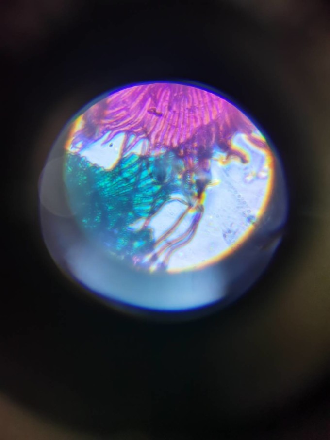 星特朗显微镜