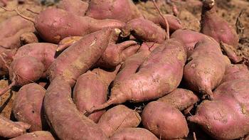 市井生活 篇六十二：秋季，保存红薯有妙招，不发芽不腐烂，到过年都不坏，还越放越甜 