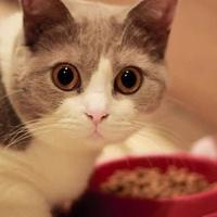全价猫粮是什么意思，幼猫成猫都可以吃吗？