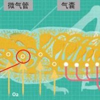 为什么蟑螂碰到洗发水会当场死亡？