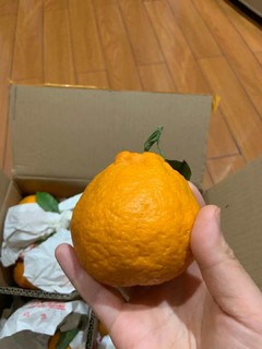 三苏农家 丑橘