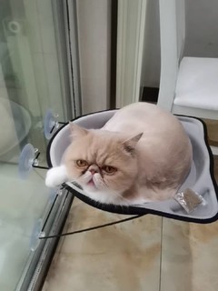 猫主子的空中吊床令人羡慕