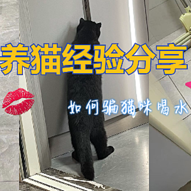 荣荣猪成长日记之如何骗猫咪喝水