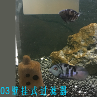 照顾鱼生 篇一：森森佳璐EBL-403壁挂式过滤器