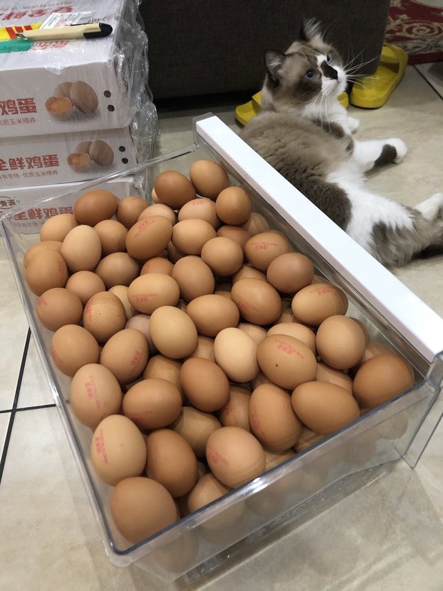 6毛6一个的鸡蛋买了不吃亏买了不上当