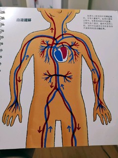 带领孩子探索身体的奥秘