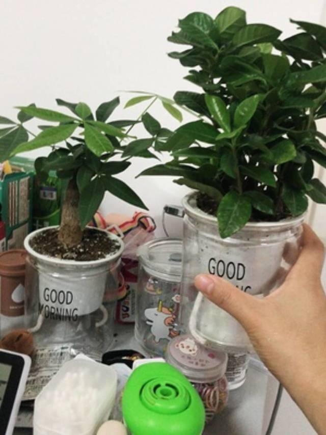 植物盆栽