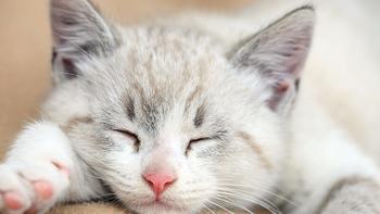 猫咪缺乏猫维生素b怎么办？猫吃维生素是否有用？