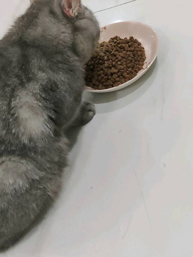 低温烘焙猫粮欧恩倍