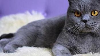 给猫主人买了耐威克猫罐头，三个月之后给它点个大赞