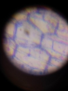雷龙儿童显微镜100X~1200X