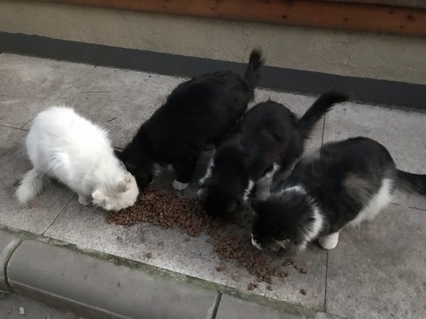 便宜喂小流浪的