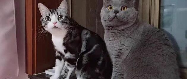 许愿仔猫粮好不好?许愿仔猫粮到底怎么样