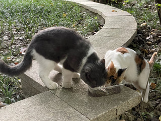 吸引流浪猫的好东西