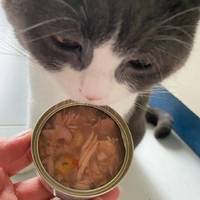 泰国进口最宠猫罐头
