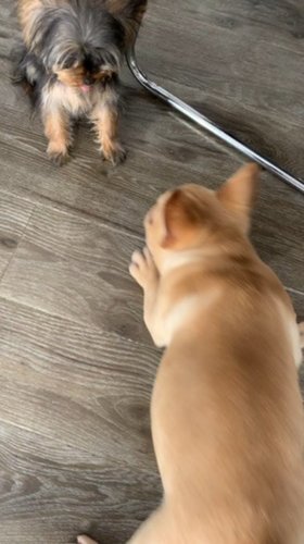 我家小狗子吃的主粮推荐给大家，嘉蓝狗粮