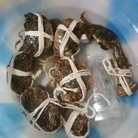 蟹爵螃蟹礼盒